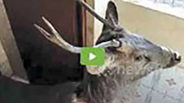 وحشت دانش آموزان یک مدرسه از مشاهده حیوان جنگلی + عکس