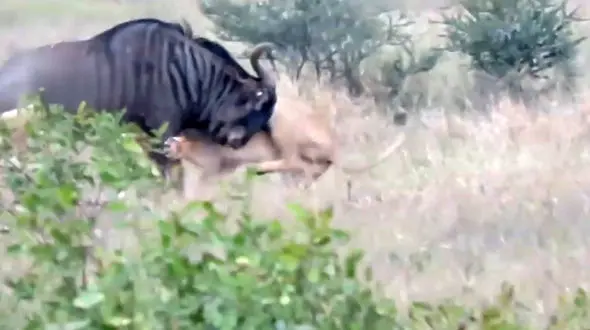 لحظه حمله وحشتناک شیر گرسنه به گاو وحشی+ فیلم و عکس