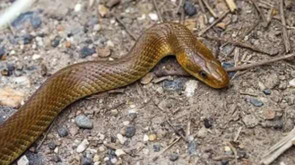 حمله وحشتناک مار سمی به دانش آموز در حیاط مدرسه + فیلم  / استرالیا