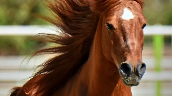 تکثیر ۹ کره بومی اسب کاسپین در گیلان
