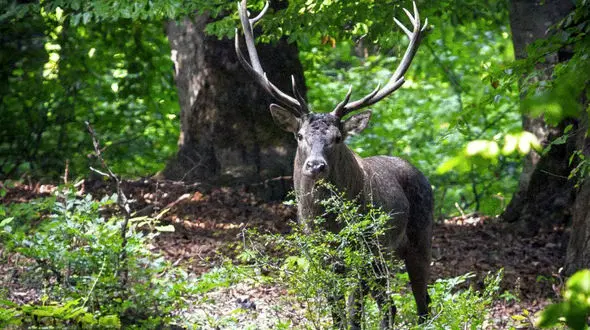 بازگشت ۱۰۰ هکتار از جنگل‌های هیرکانی با ورود دستگاه قضایی به مالکیت منابع طبیعی