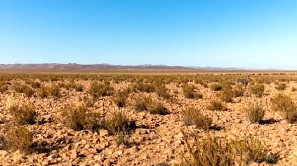 بارش عجیب باران بعد از ۵۰۰ سال/زندگی نابود شده در صحرای شیلی