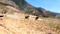 برخورد جدی با عوامل کشته شدن توله خرس در پارک ملی گلستان + فیلم