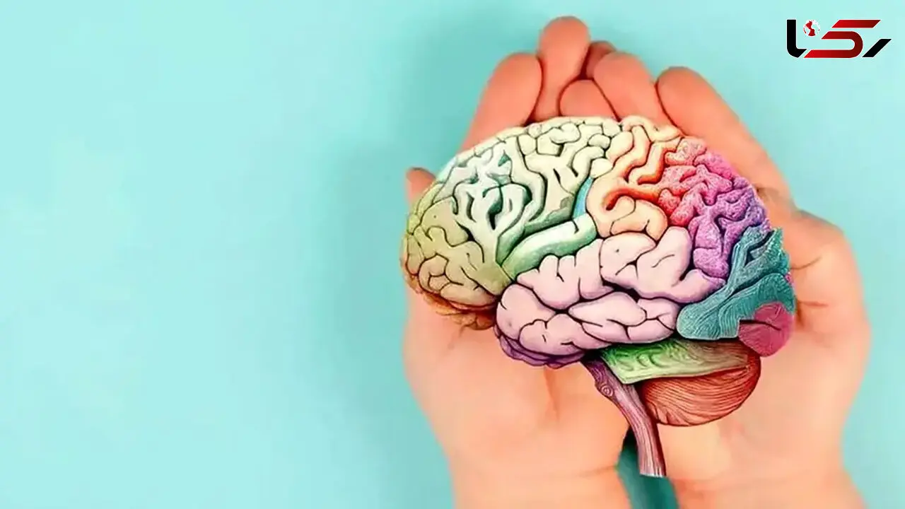 چطور مغزی سالم و تیز داشته باشیم؟ 5 راهکار برتر