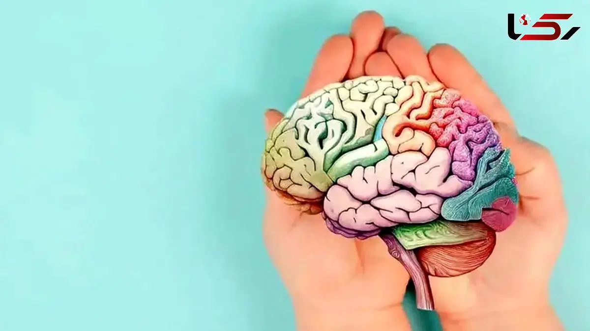 چطور مغزی سالم و تیز داشته باشیم؟ 5 راهکار برتر