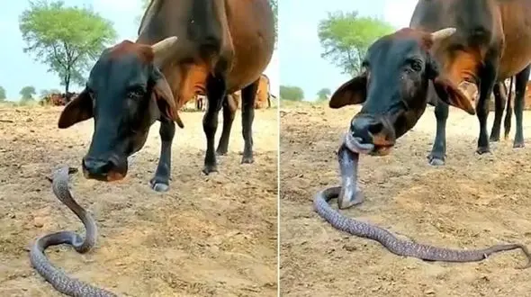 عکس دوستی خارق‌العاده مار کبری با گاو