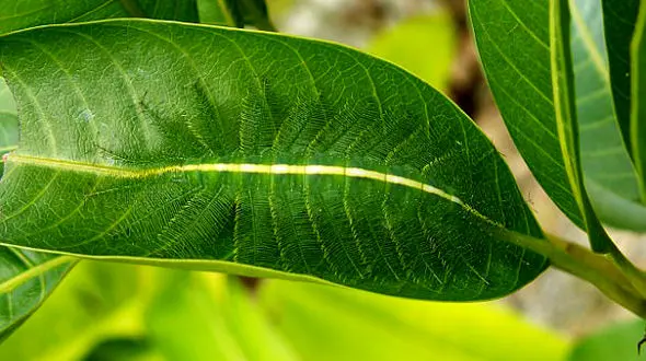 استتار باورنکردنی کرم پیله ساز روی برگ + عکس