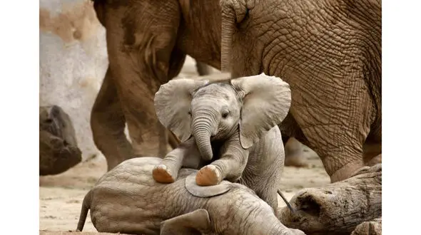 مهربان ترین حیوان دنیا +تصاویر