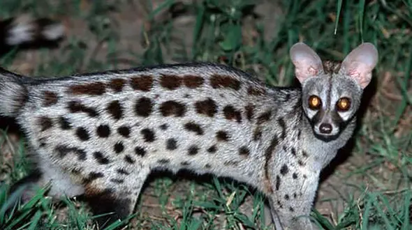 قهوه 26 میلیون تومانی از مدفوع این گربه عجیب ساخته می شود + عکس