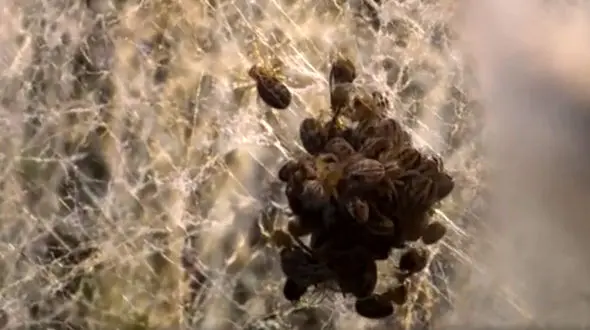 فیلم / عنکبوت‌ های آفریقایی و داستان تلخ مادر‌خواری زنده در برابر چشمان شما!