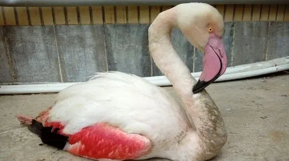 فلامینگوی تیر خورده، در اصفهان تحت درمان است
