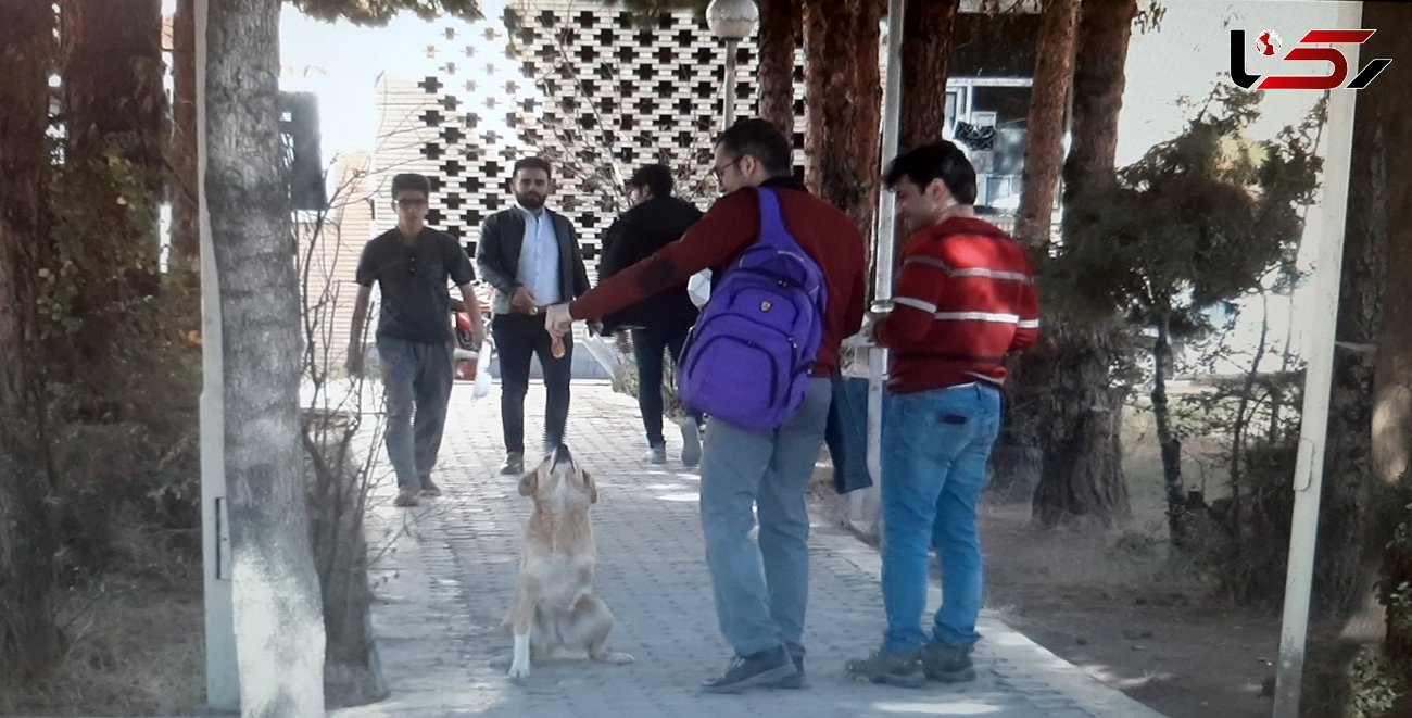 ردپای سگ‌های ولگرد در دانشگاه علوم پزشکی کرمان