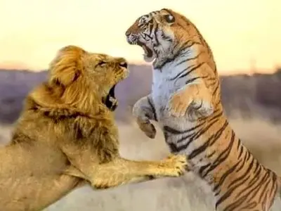 فیلم/ مستند حیات وحش، راز بقا؛ این داستان: صحنه نادر جدال شیر و ببر در قفس