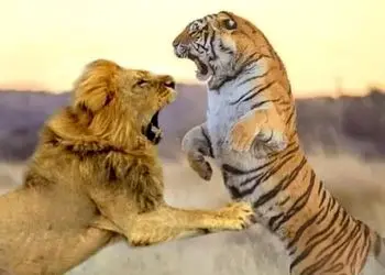 فیلم/ مستند حیات وحش، راز بقا؛ این داستان: صحنه نادر جدال شیر و ببر در قفس