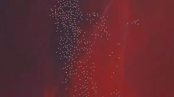 دو چهره از حیات وحش / زیبایی و بی رحمی