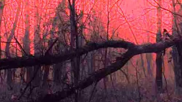 دانلود آهنگ میرم یادت باشه گل گلدون برام گذاشتی یه دل پر خون / دیسکاور