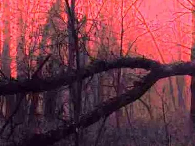 دانلود آهنگ میرم یادت باشه گل گلدون برام گذاشتی یه دل پر خون / دیسکاور