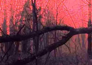 دانلود آهنگ میرم یادت باشه گل گلدون برام گذاشتی یه دل پر خون / دیسکاور