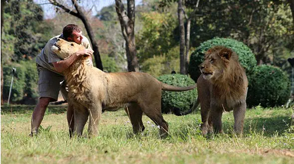  شیرهای نر چرا تکه تکه کردند؟+تصاویر