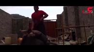فیلم شکنجه وحشیانه یک خر توسط محمد / او قبلا یک سگ را دار زد و کشت / رضا صادقی واکنش نشان داد + تصویر 