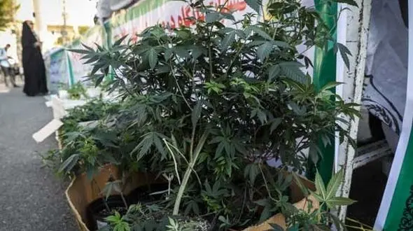 کاشت گل چه مجازاتی دارد؟