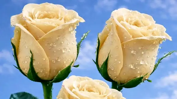 فال امروز 6 اردیبهشت 1405