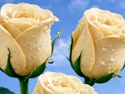 فال امروز 6 اردیبهشت 1405