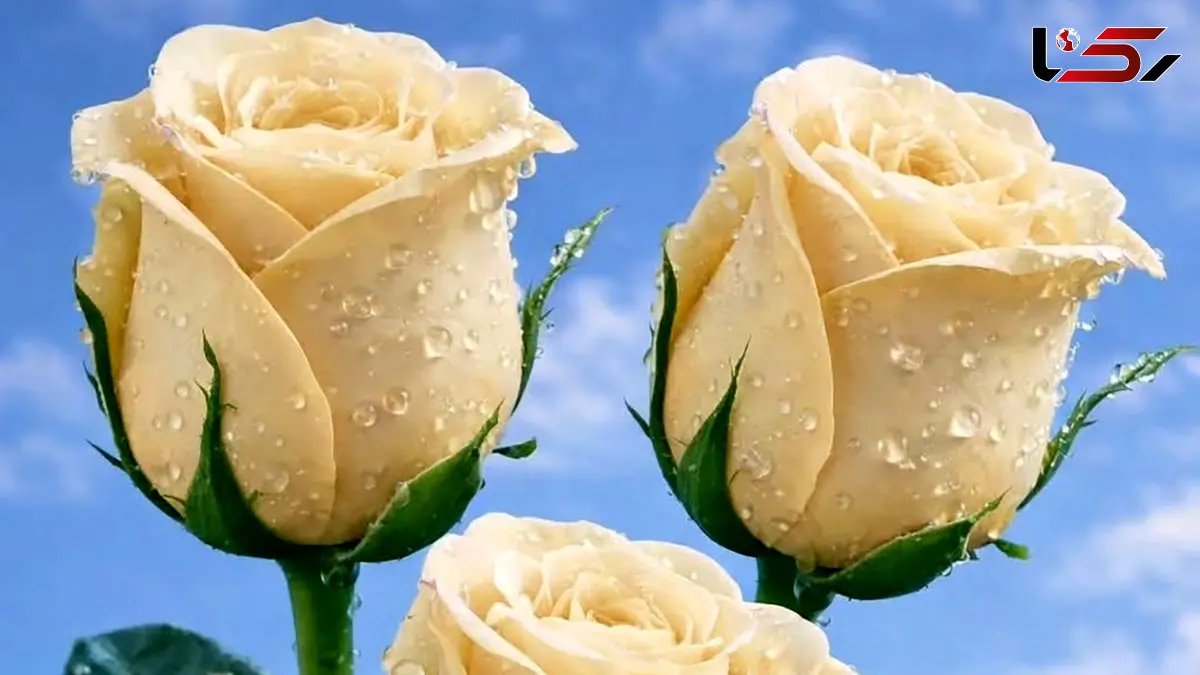 فال امروز 6 اردیبهشت 1405