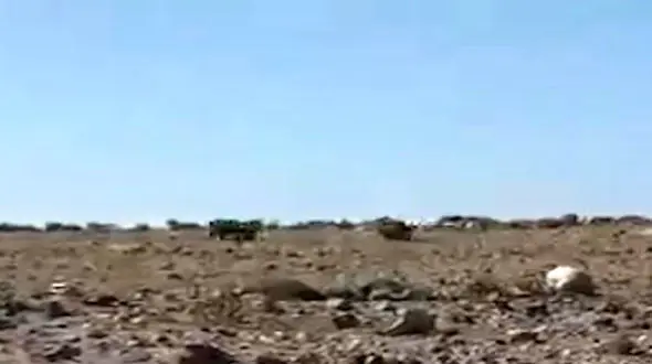 فیلمی از فرار خرس ها پس از خوردن یک شکم سیر عسل در مشکین شهر اردبیل 