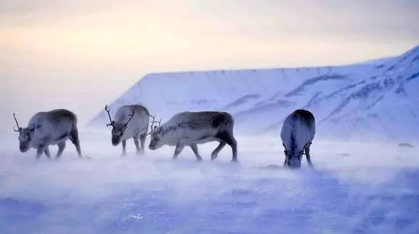 نسل گوزنهای قطب رو به زوال می رود