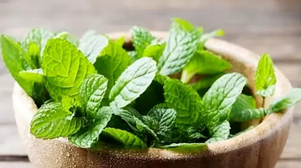 مهم ترین خواص نعناع