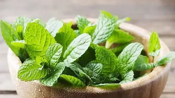 مهم ترین خواص نعناع