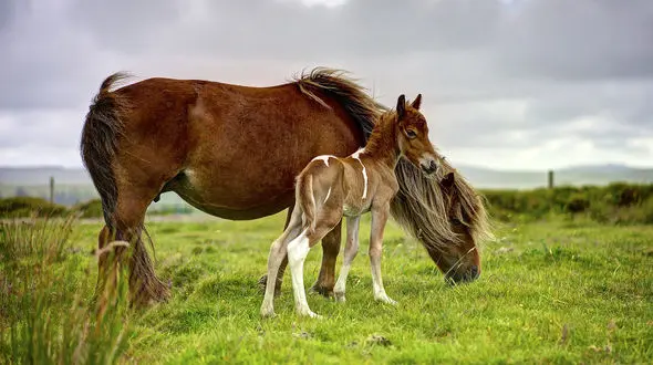 اسبی که کره اش را تنبیه کرد + فیلم