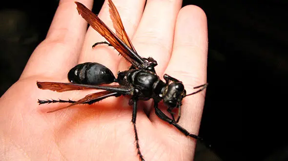 حشره خطرناکی که دردناکترین نیش جهان را دارد