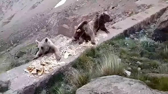  خیانت به حیات وحش با غذا دادن به خرس مادر و توله هایش