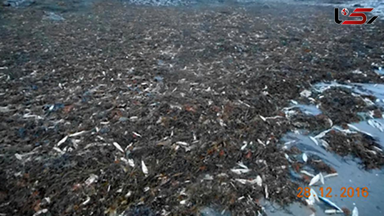 فاجعه مرگ 20 هزار ماهی و ستاره دریایی+عکس
