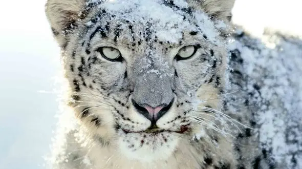 نگاهی از نزدیک به حیات وحش برفی