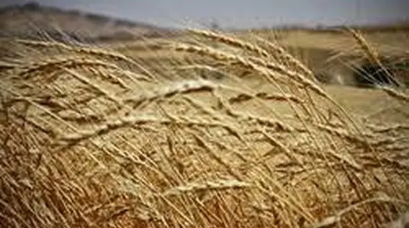 مصوبه تلفیق برای اختصاص یارانه خرید تضمینی گندم