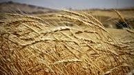 پیش‌بینی تولید ۳۲۰ هزار تن گندم در استان اردبیل
