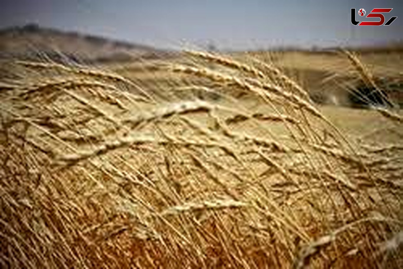 ۴۰ مرکز خرید گندم توسط تعاون روستایی آماده سازی شده است