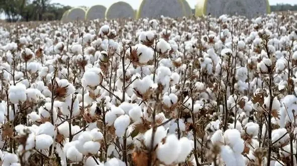 هجوم حشره «سنک» به منازل و مزارع اطراف مشهد/تغییرات اقلیمی باعث طغیان حشرات شده است/ حشره کش نزنید! + فیلم