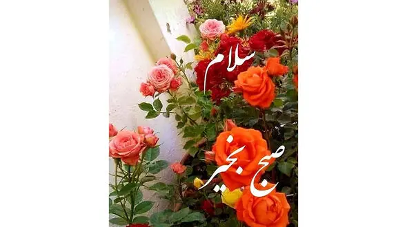 فال و طالع بینی امروز 16 مرداد + فیلم 