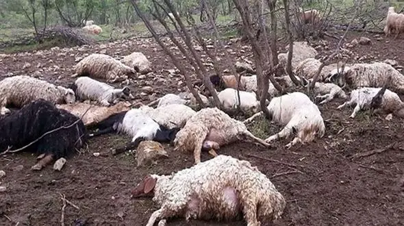 گله ۲۰۰ راسی گوسفند در روستای مشیرآباد قروه تلف شد
