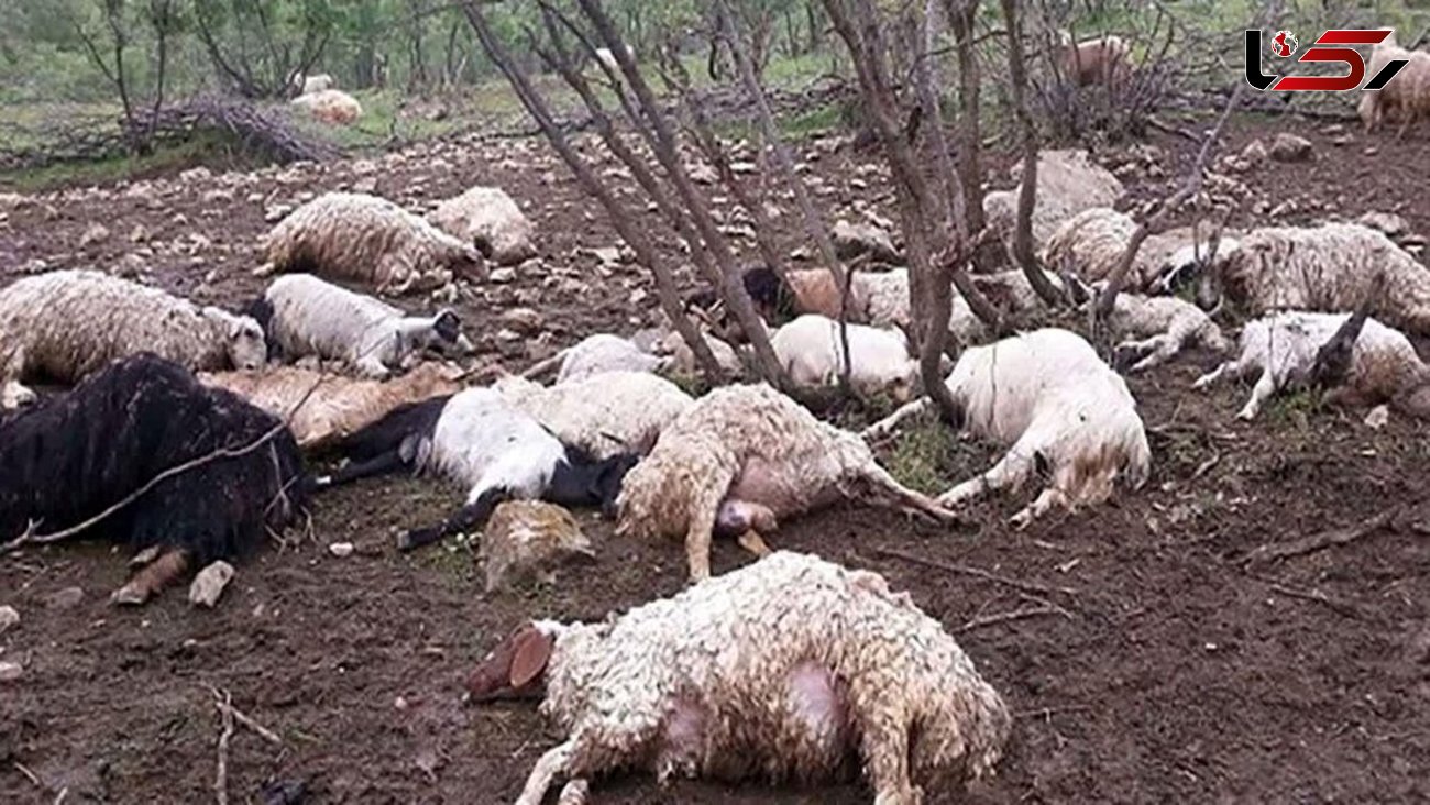 گله ۲۰۰ راسی گوسفند در روستای مشیرآباد قروه تلف شد