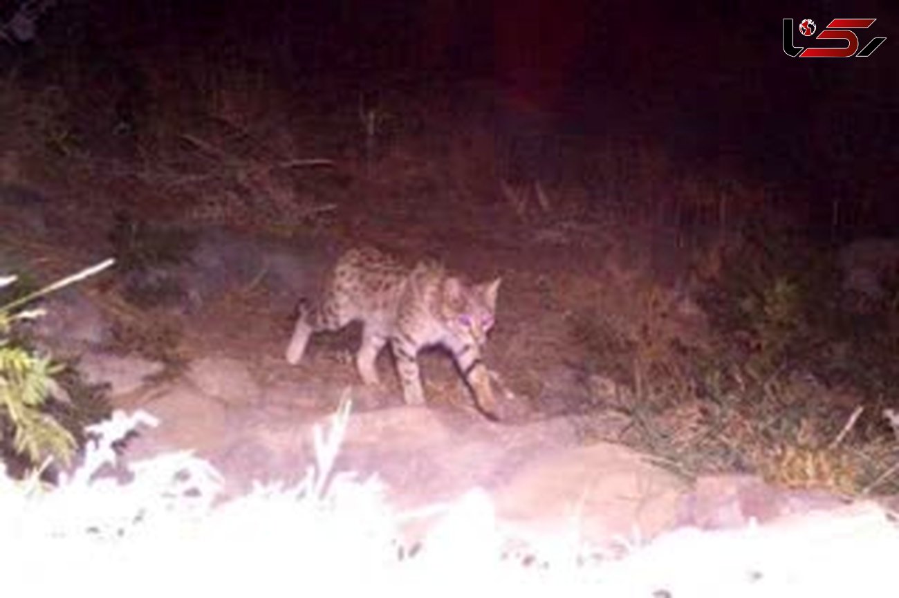 اولین تصویر از گربه وحشی قم/ در پلنگ دره ثبت شد
