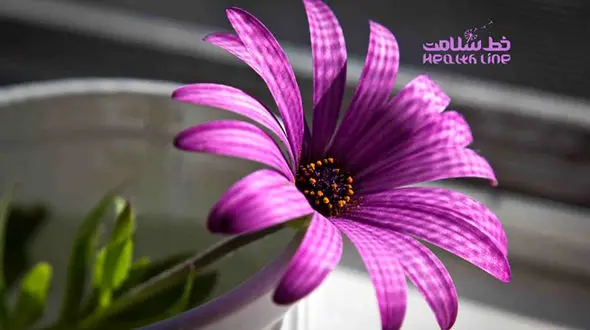 قلب بنفش چه معنایی می دهد؟