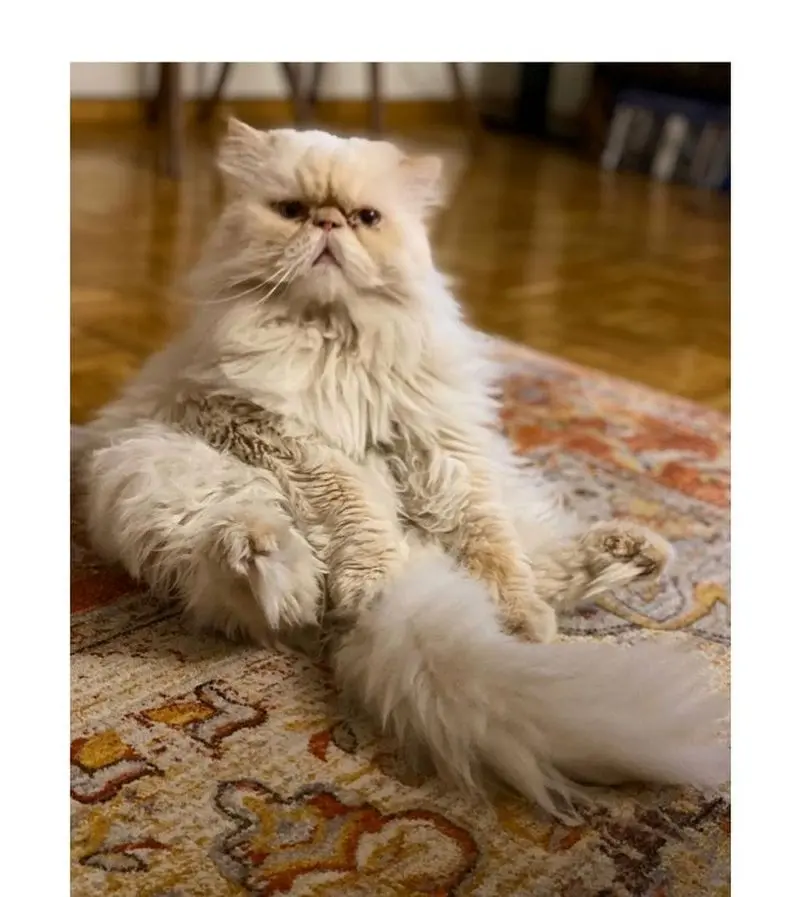 منزل نرگس محمدی