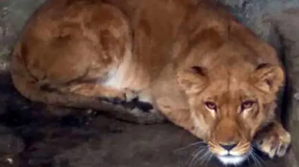 یک قلاده شیر در الیمالات مازندران حین زایمان تلف شد