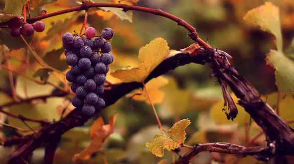 انگور را با چه بخوریم و نخوریم؟!