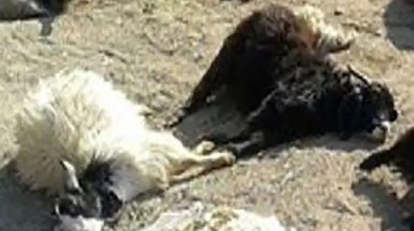 تلف شدن 30 راس بز و گوسفند به خاطر خوردن گندم فاسد